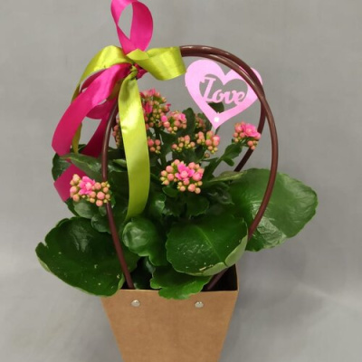 Сумка с каланхое N 28816