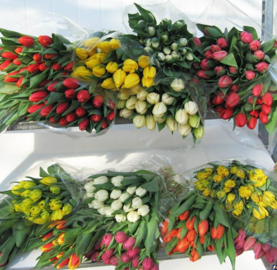 500 Тюльпанов в технической упаковке. (по 50 шт. в упаковке)