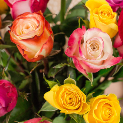 Букет из 15 цветных Эквадорских роз 40 см. с крупным бутоном 50564