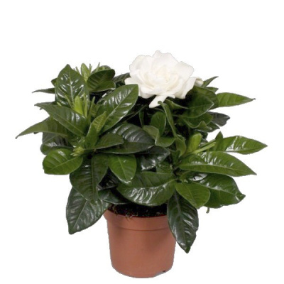 Гардения 790