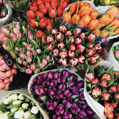 300 Тюльпанов в технической упаковке. (по 50 шт. в упаковке)